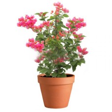 Belimbing In Pot